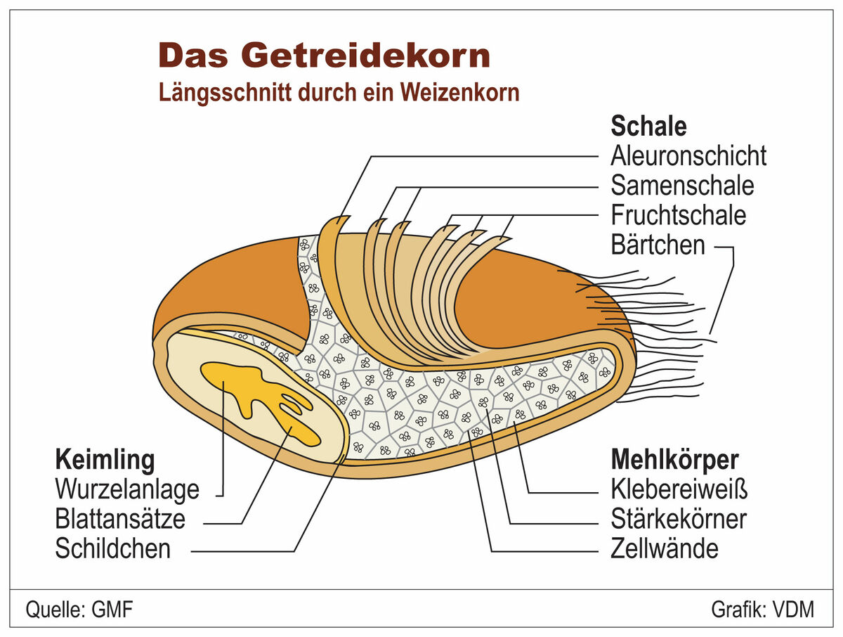 Abbildung Längsschnitt durch Getreidekorn