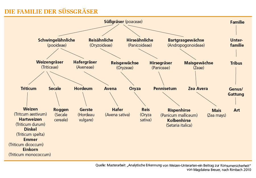 Abbildung Diagramm Süßgräser