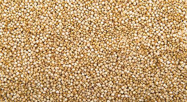 Abbildung Quinoa